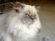 Himalayan Persian Cats for sale in Pune, Maharashtra, India. price: 9000 INR