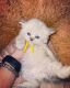 Himalayan Persian Cats for sale in Tallahassee, FL, USA. price: $2,500
