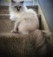 Himalayan Persian Cats for sale in Chicago, IL, USA. price: $200