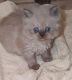 Himalayan Persian Cats for sale in Deatsville, AL 36022, USA. price: NA