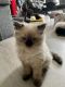 Himalayan Persian Cats for sale in Tampa, FL, USA. price: $850