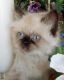 Himalayan Persian Cats for sale in Winter Haven, FL, USA. price: $700