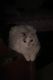Himalayan Persian Cats for sale in Pembroke Pines, FL, USA. price: NA