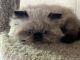 Himalayan Persian Cats for sale in Damascus, MD, USA. price: $850
