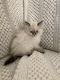 Himalayan Persian Cats for sale in Tampa, FL, USA. price: $600