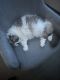 Himalayan Persian Cats for sale in 6916 Barolo Dr, Rowlett, TX 75088, USA. price: NA
