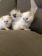 Himalayan Persian Cats for sale in Akron, OH 44306, USA. price: $850