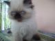 Himalayan Persian Cats for sale in Selinsgrove, PA 17870, USA. price: $700