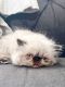 Himalayan Persian Cats for sale in Plano, TX, USA. price: $775