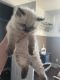 Himalayan Persian Cats for sale in New Windsor, NY 12553, USA. price: NA