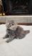 Himalayan Persian Cats for sale in Dallas, TX, USA. price: NA