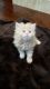Himalayan Persian Cats for sale in Dallas, TX, USA. price: NA