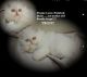 Himalayan Persian Cats for sale in Middleborough, MA, USA. price: NA