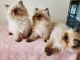 Himalayan Persian Cats