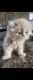 Himalayan Persian Cats for sale in Gardena, CA, USA. price: NA