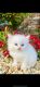 Himalayan Persian Cats for sale in Bath, PA 18014, USA. price: NA