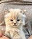 Himalayan Persian Cats for sale in Bath, PA 18014, USA. price: $490