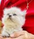 Himalayan Persian Cats for sale in Bath, PA 18014, USA. price: $149,000