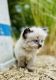 Himalayan Persian Cats for sale in Bath, PA 18014, USA. price: $690