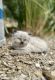 Himalayan Persian Cats for sale in Bath, PA 18014, USA. price: NA