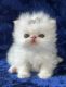 Himalayan Persian Cats for sale in Big Bear Lake, CA, USA. price: $1,700