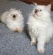 Himalayan Persian Cats for sale in Mandeville, LA, USA. price: $480