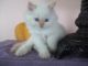 Himalayan Persian Cats for sale in Selinsgrove, PA 17870, USA. price: $550
