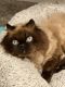 Himalayan Persian Cats for sale in Tyngsboro, Massachusetts. price: NA