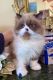 Himalayan Persian Cats for sale in Hollywood, South Carolina. price: $850