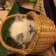 Himalayan Persian Cats for sale in Vestal, NY 13850, USA. price: NA