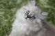 Himalayan Persian Cats for sale in Richmond, VA, USA. price: $850