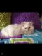 Himalayan Persian Cats for sale in Fenton, MI, USA. price: NA