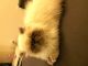 Himalayan Persian Cats for sale in Dayton, OH, USA. price: $400