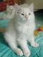 Himalayan Persian Cats for sale in Jersey City, NJ, USA. price: NA