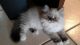 Himalayan Persian Cats for sale in Deltona, FL, USA. price: NA