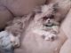 Himalayan Persian Cats for sale in Hamden, CT, USA. price: NA