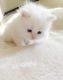 Himalayan Persian Cats for sale in West Covina, CA, USA. price: NA