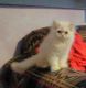 Himalayan Persian Cats for sale in Metairie, LA, USA. price: $700