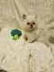 Himalayan Persian Cats for sale in San Diego, CA, USA. price: NA