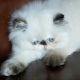 Himalayan Persian Cats for sale in Berkeley, CA, USA. price: NA
