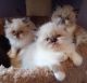 Himalayan Persian Cats for sale in Rochester Hills, MI, USA. price: NA