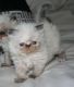 Himalayan Persian Cats for sale in Norwalk, CA, USA. price: $350