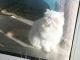 Himalayan Persian Cats for sale in Los Angeles, CA, USA. price: NA