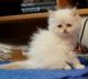 Himalayan Persian Cats for sale in Chesterfield, MI 48051, USA. price: $500