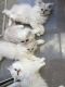 Himalayan Persian Cats for sale in Manhattan, New York, NY, USA. price: $550