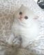 Himalayan Persian Cats for sale in Colorado Springs, CO, USA. price: NA