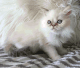 Himalayan Persian Cats for sale in Jacksonville, FL, USA. price: NA