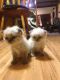 Himalayan Persian Cats for sale in Lewistown, PA 17044, USA. price: $500