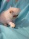 Himalayan Persian Cats for sale in Hillsboro, OR, USA. price: NA