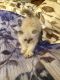 Himalayan Persian Cats for sale in Hillsboro, OR, USA. price: $800